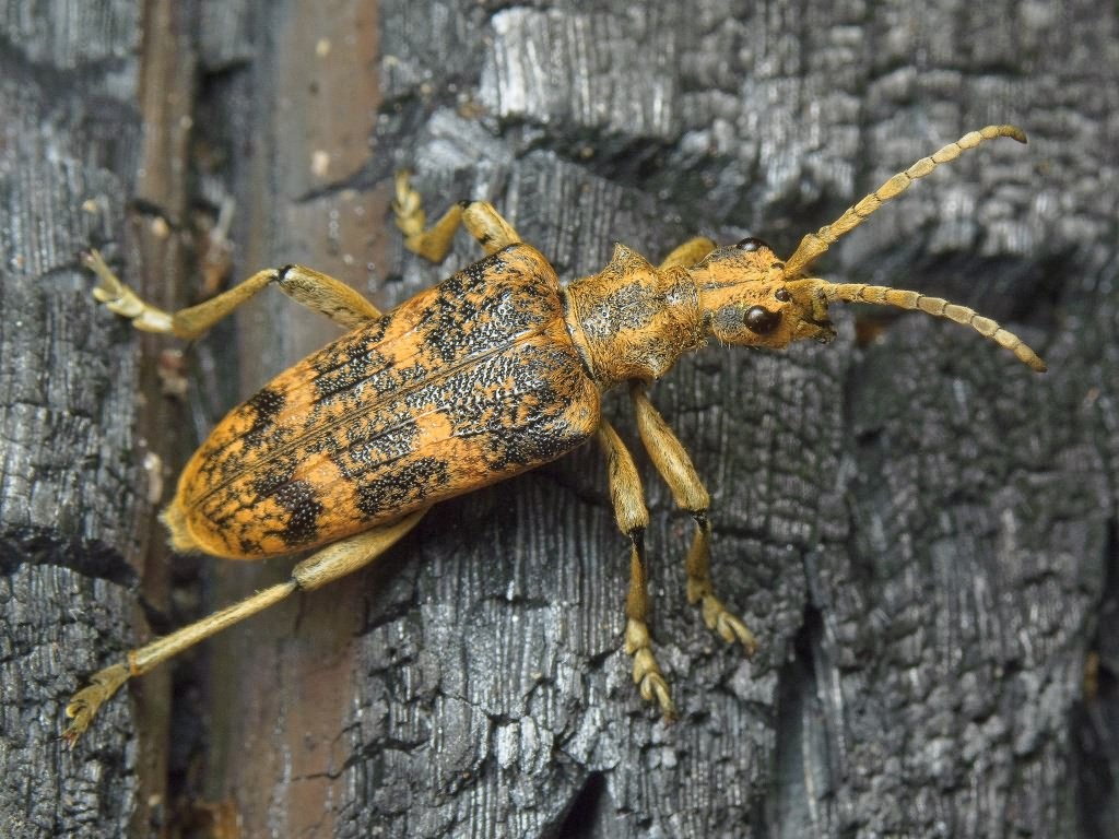 Rhagium sycophanta (Schrank, 1781)